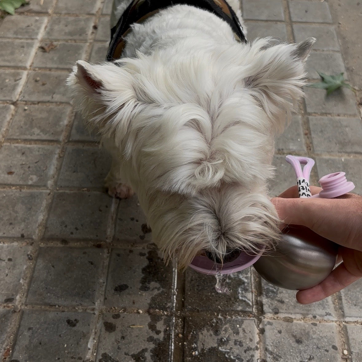 PawDrop™ - Portable Dog Water Bottle